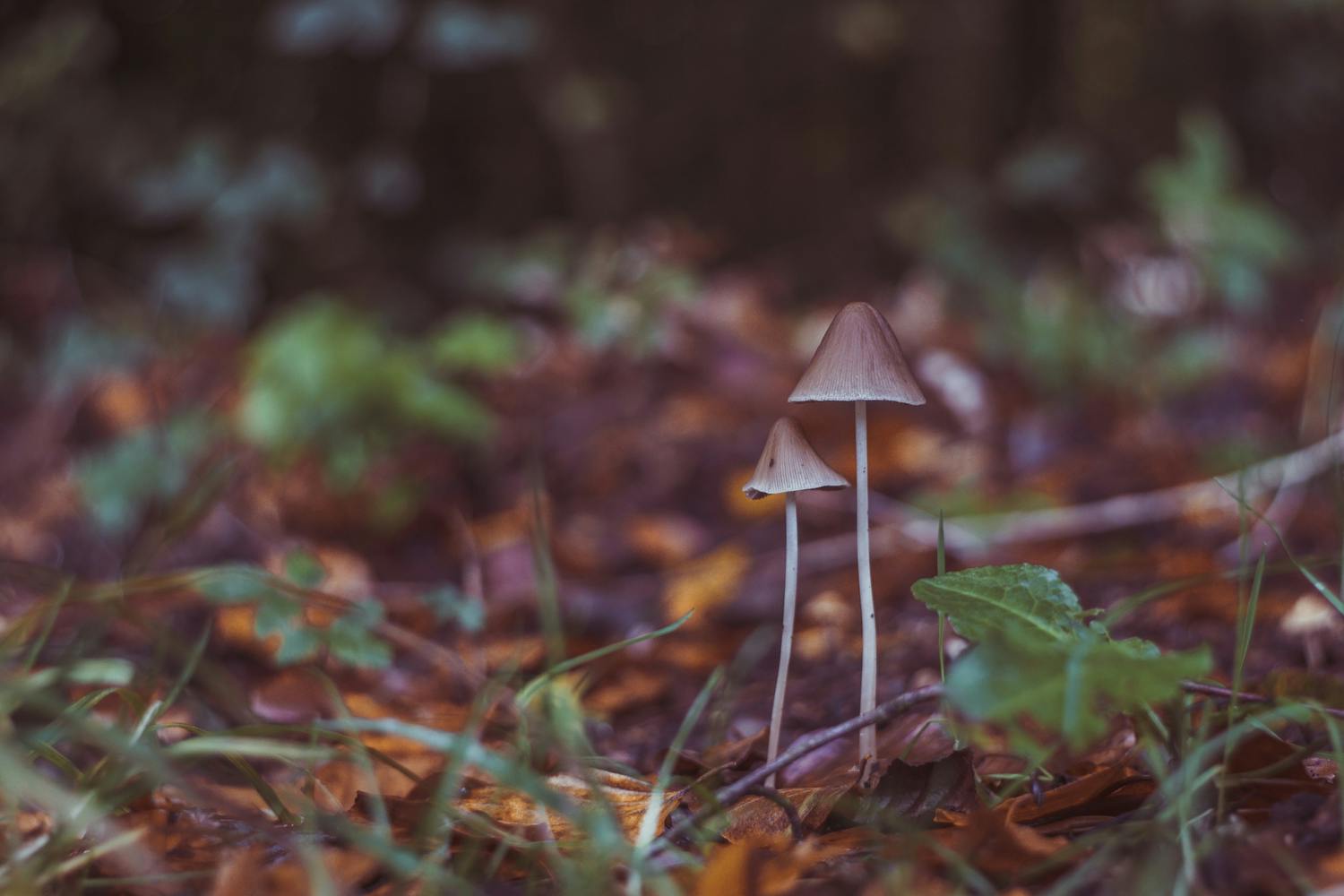 shutterstock 1570092328 1 g2DFY9WoYitmIP2gp r Kaksi sientä tarkennettuna